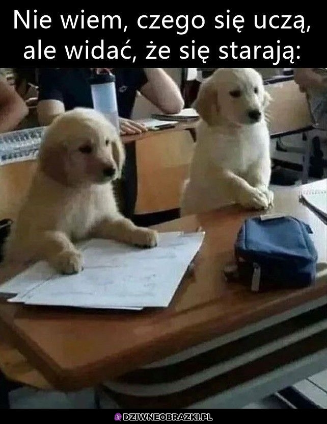 Starają się