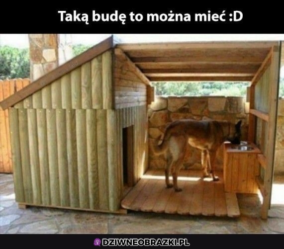 Wypasiona buda