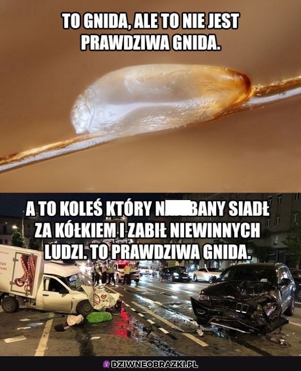 Gnida
