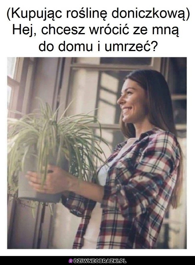 Zawsze kiedy kupuję roślinkę