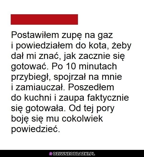 Rozumny kitku