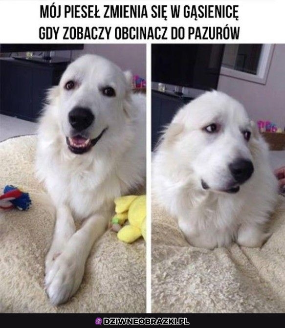 Transformacja