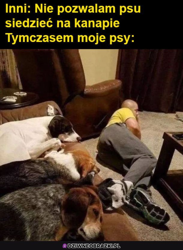 Pies najważniejszy członek rodziny 
