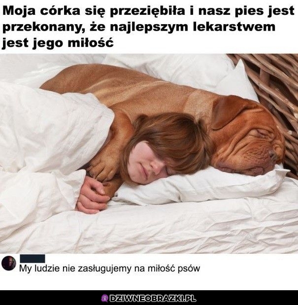 Po prostu pies