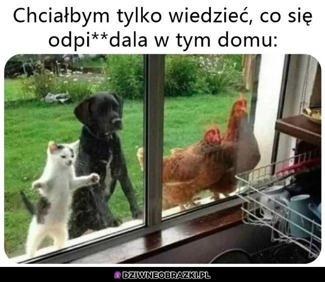 Ciekawe co się dzieje