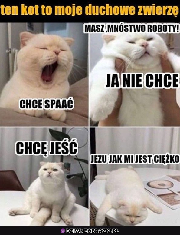 To ja