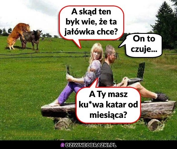 Skąd byk wie?