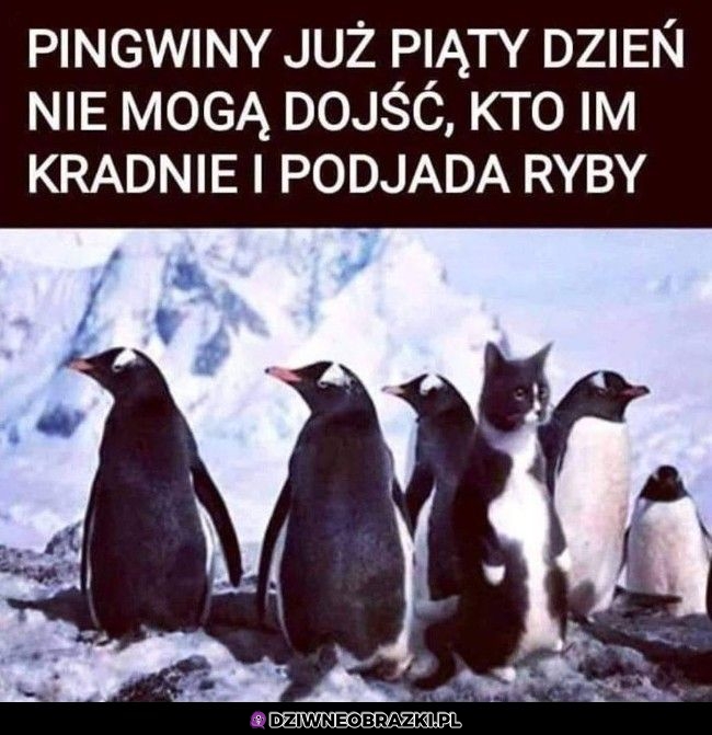 Nie domyślą się