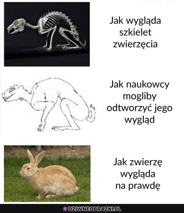 Szkielet zwierzaka