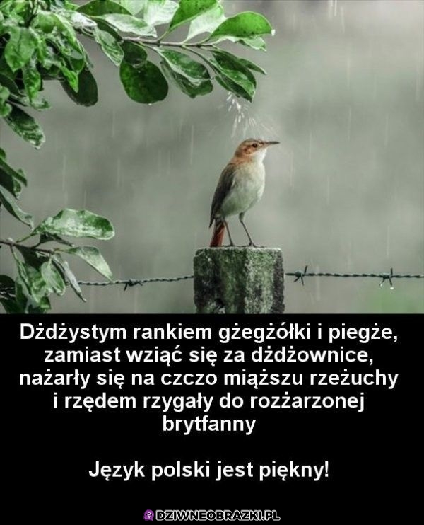 A teraz to zapisz ze słuchu