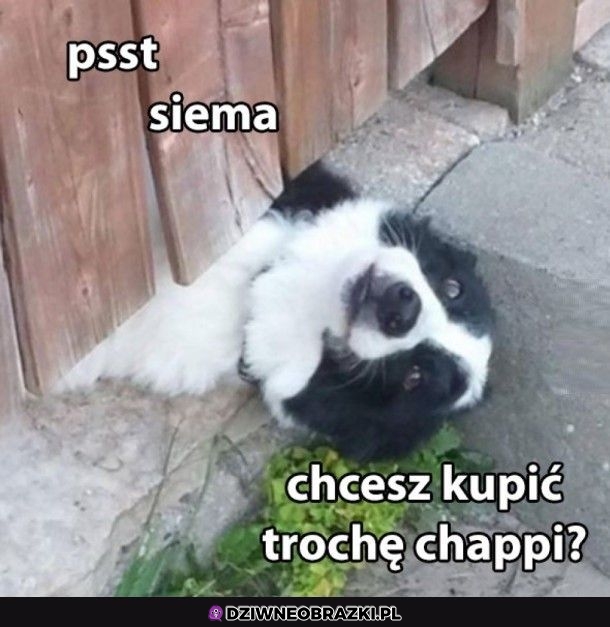 Psst
