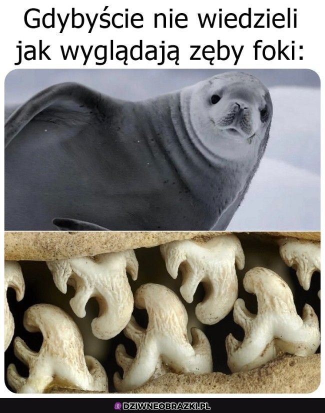 Foczka