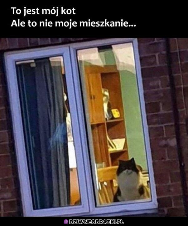 Ale kot mój