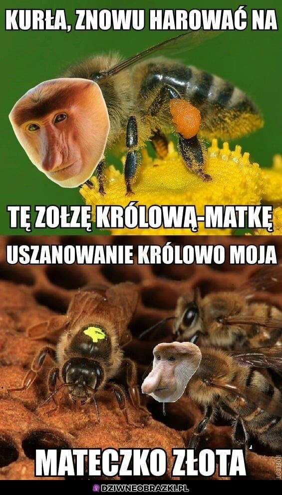 Pszczołeł