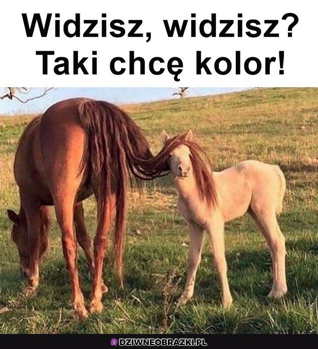 Właśnie taki