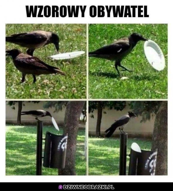 Lepszy niż większość