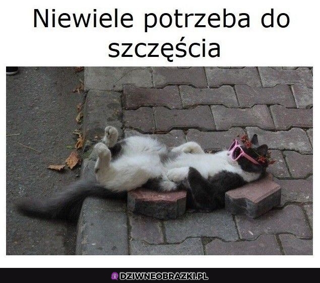 Najwyraźniej wygodna miejscówka