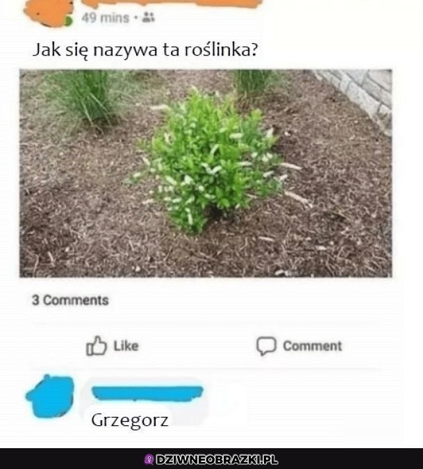 Jak się nazywa roślinka