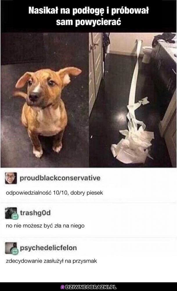 Najlepszy piesek