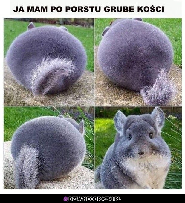 Grube kości