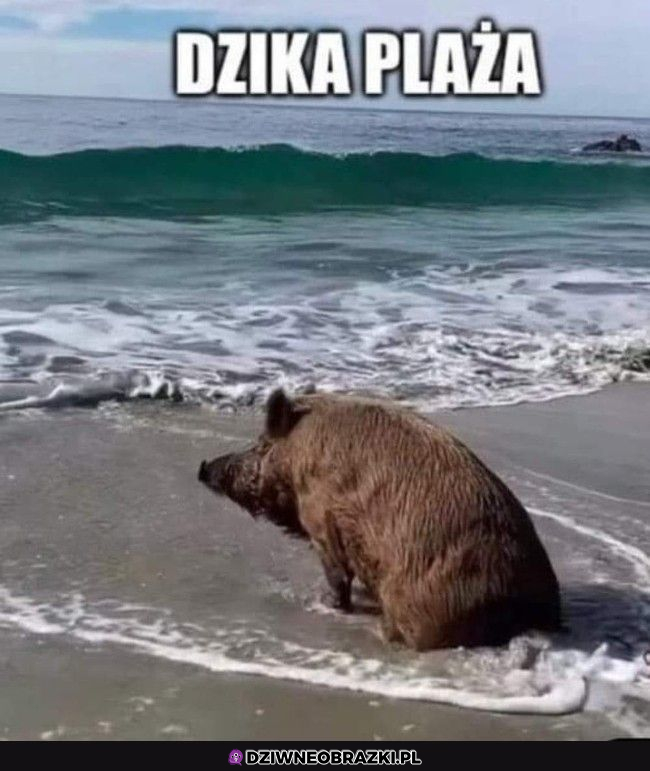 Dzika plaża