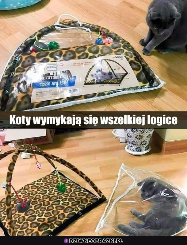 Koty są dziwne