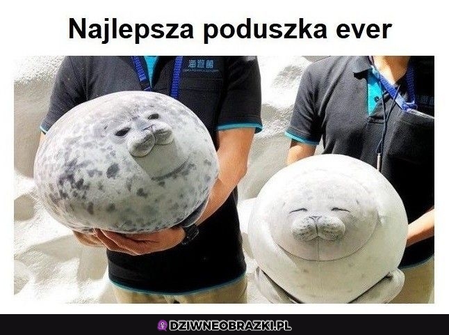 Świetna poduszeczka
