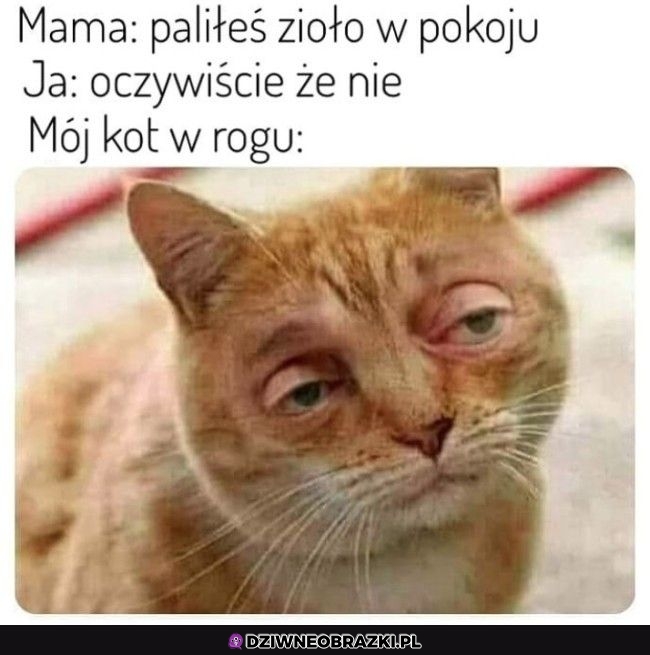 Jakie zioło? Jakie zioło?