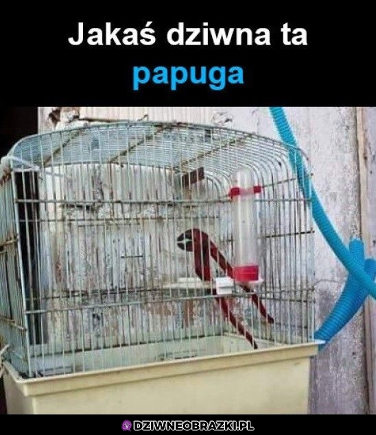 Papużka 