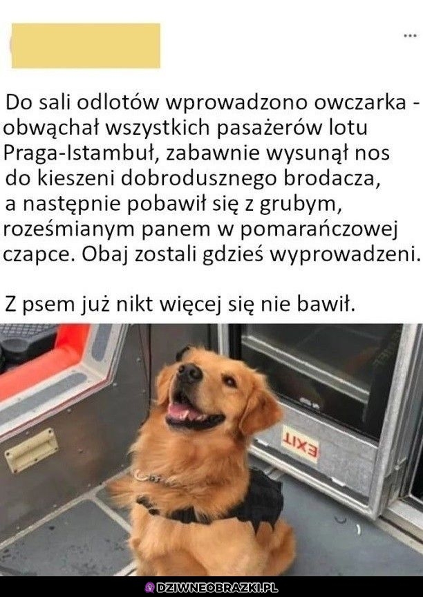 Zabawa z pieskiem