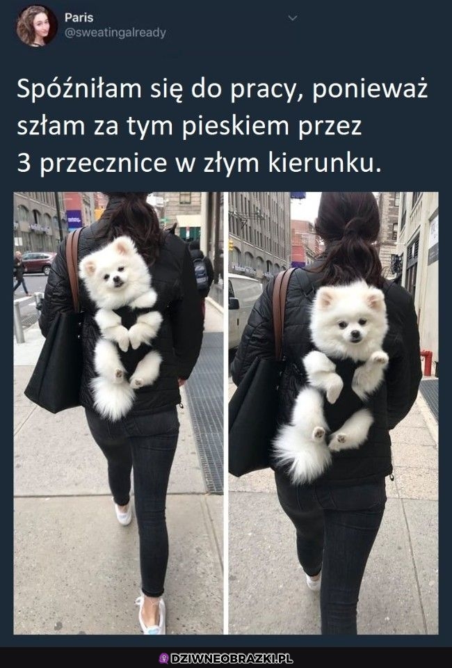 Rozumiem