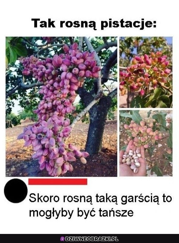 Pistacje