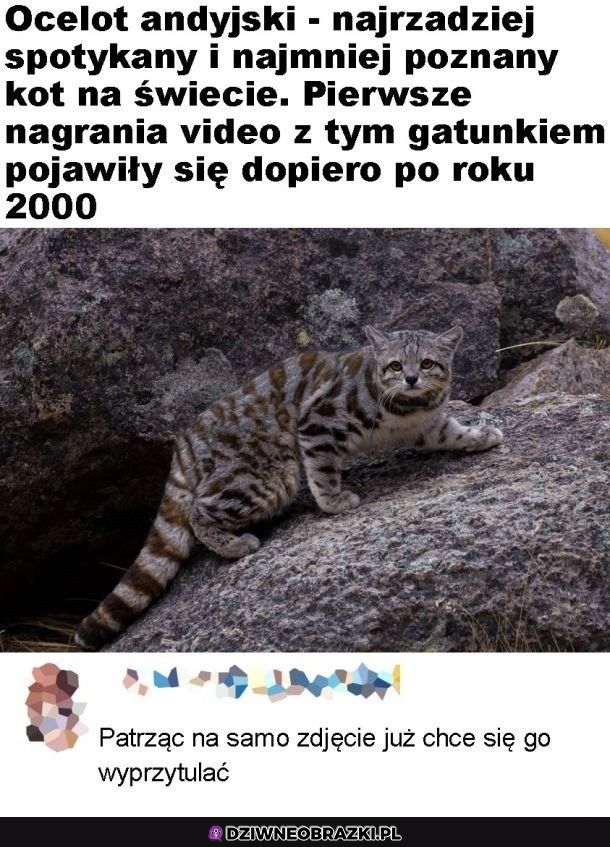 Słodziak