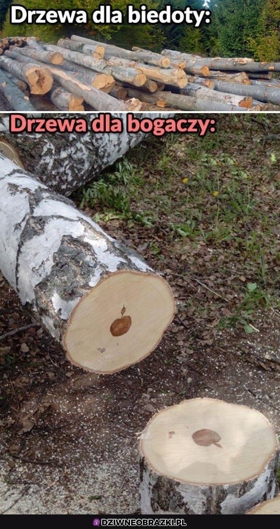 Bogackie drzewko