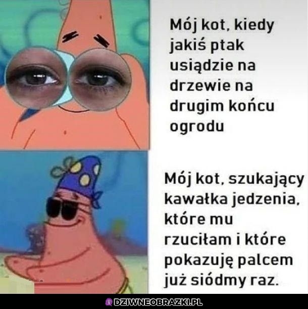 Mój kot