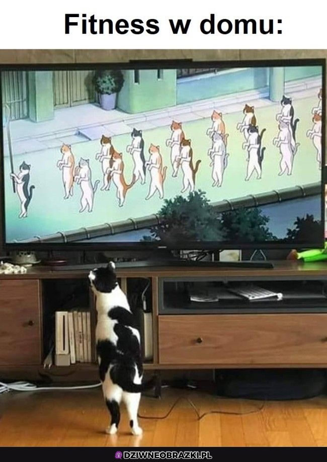 Fitku z kitku