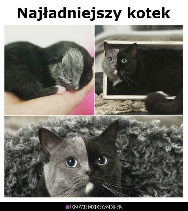 Dwa w jednym