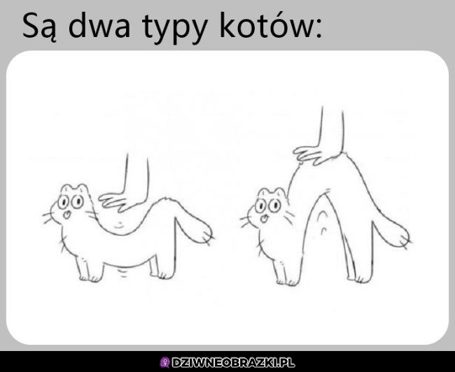 Dwa typy kotów