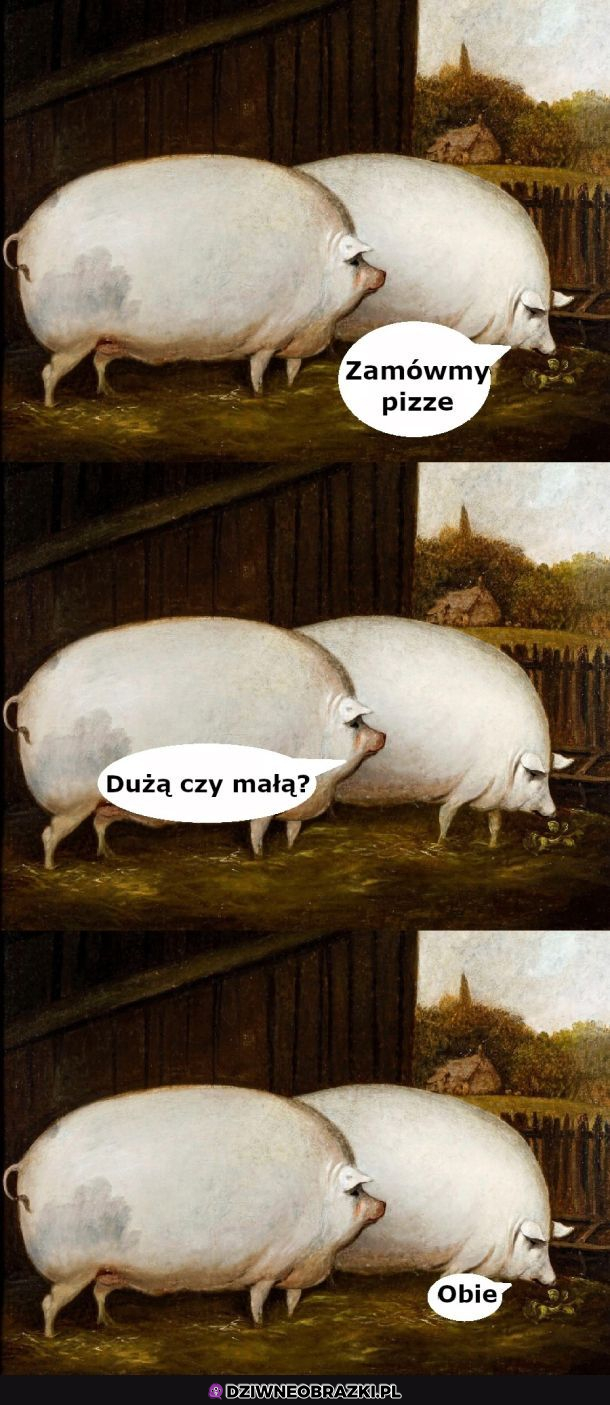Świnki