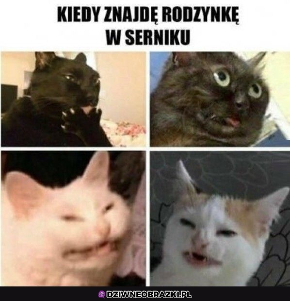 Rodzynka w serniku