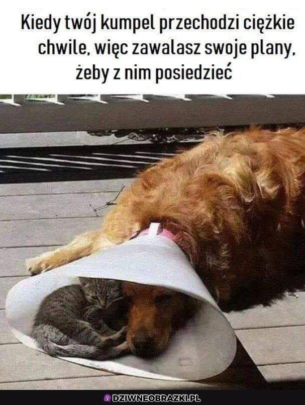 Najlepszy kumpel