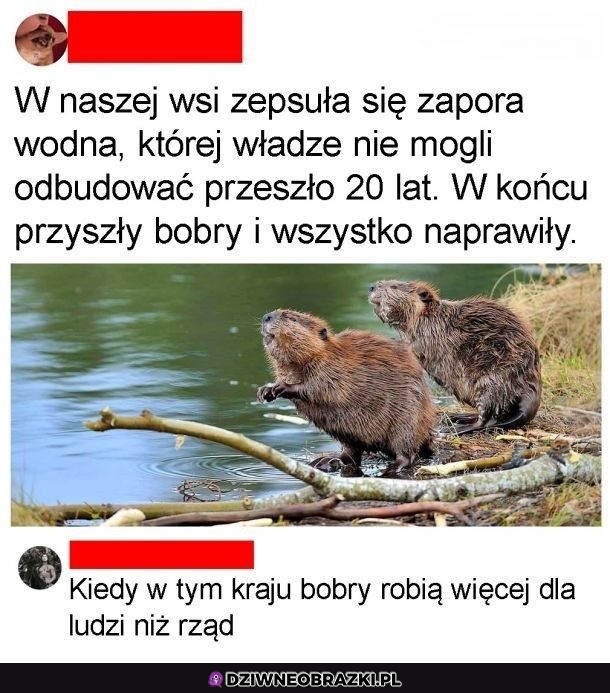 Bobry czasem są spoko