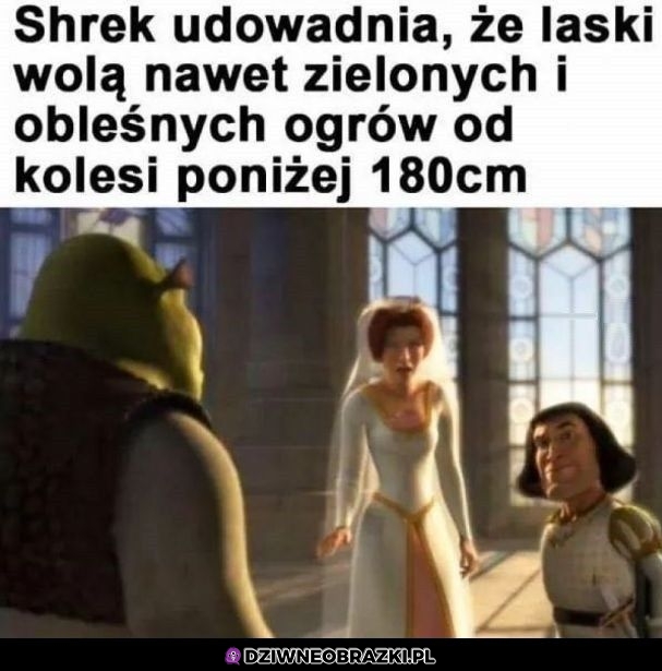 Ważna lekcja ze shreka