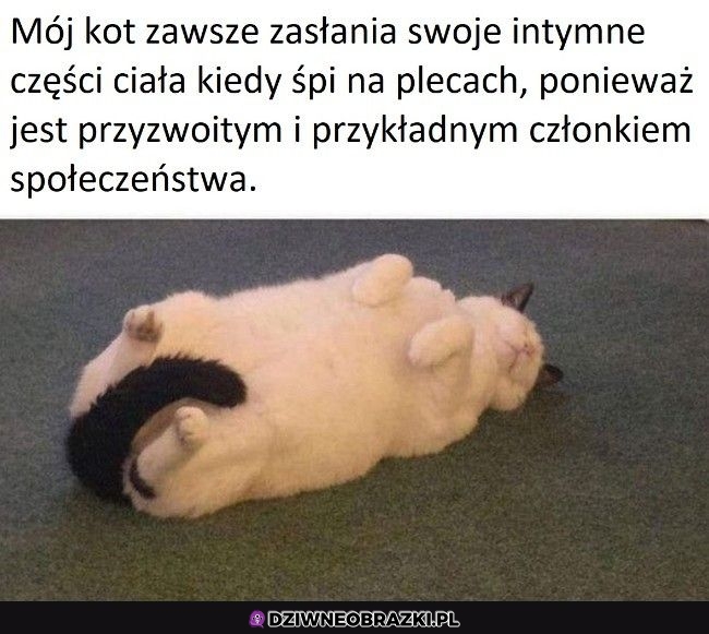 Śmieszne kitku