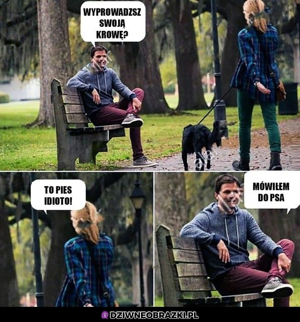 Krowa na spacerze