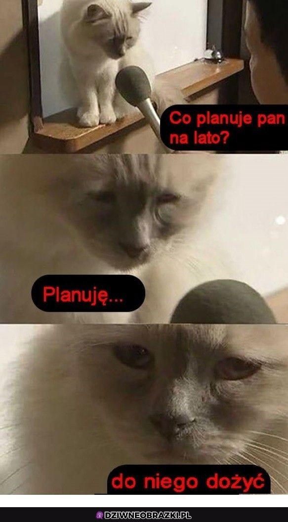 Jedyny plan