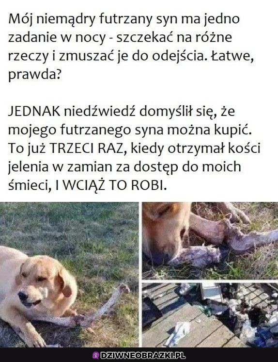 Jest przekupny