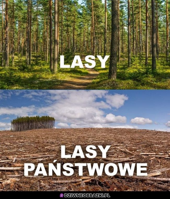 Lasy państwowe takie są