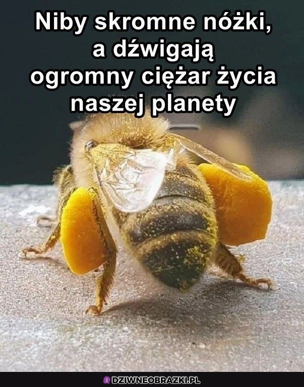 Szanujcie je
