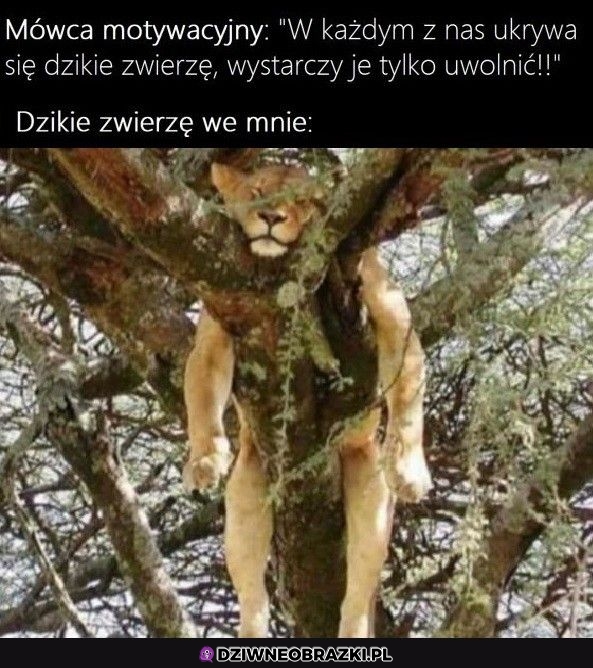 Taki we mnie dzikus siedzi